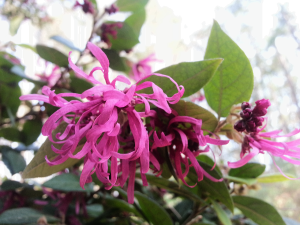 Blooming Lorepetulum is a sure sign that spring is around the corner