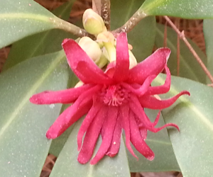 Flowering anise - another witch hazel look-a-like