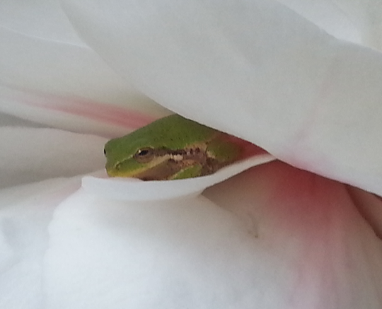 Baby tree frog - resting in Camellia filower