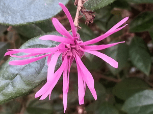 Lorepetulum - has always reminded me of witch hazel flower