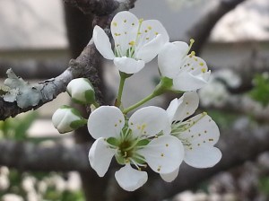 South Carolina native plum - always the first sign of Spring and while not pictures these blossoms are brimming with bees!