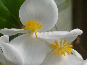 Begonia...