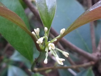 Tea Olive - a small flower with the most aromatic scent!