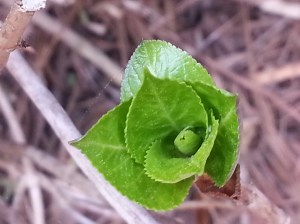 Hydrangea leaves with serrated edges
