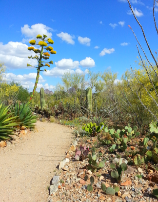 Arizona Sonoran Desert Museum pathway