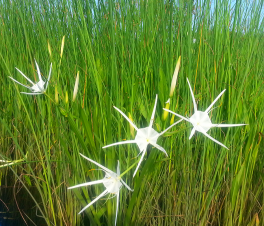 Coastal Carolina Spider Lily