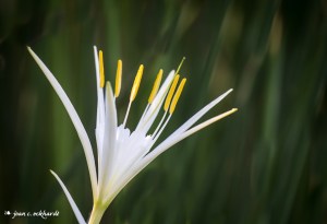 Coastal Carolina Spider Lily 