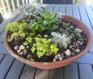 Cuttings transplanted in a favorite clay pot. 